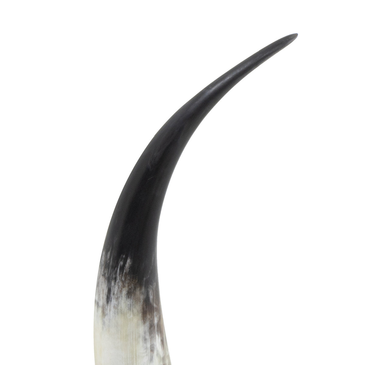 Daylon Horn — 20.00"