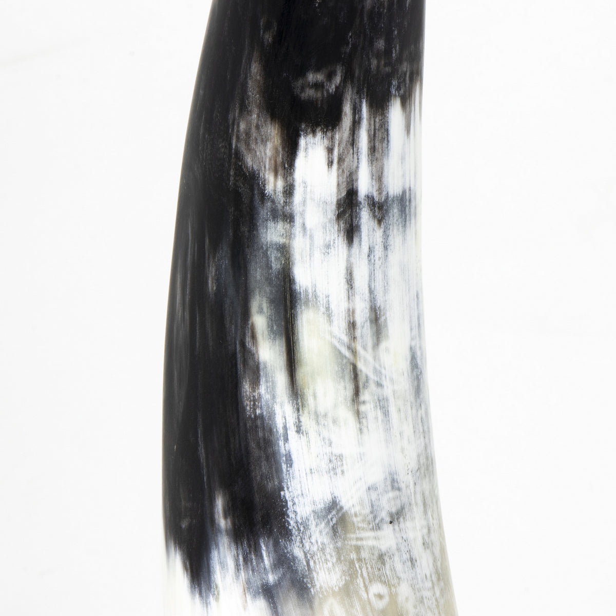 Daylon Horn — 15.00"