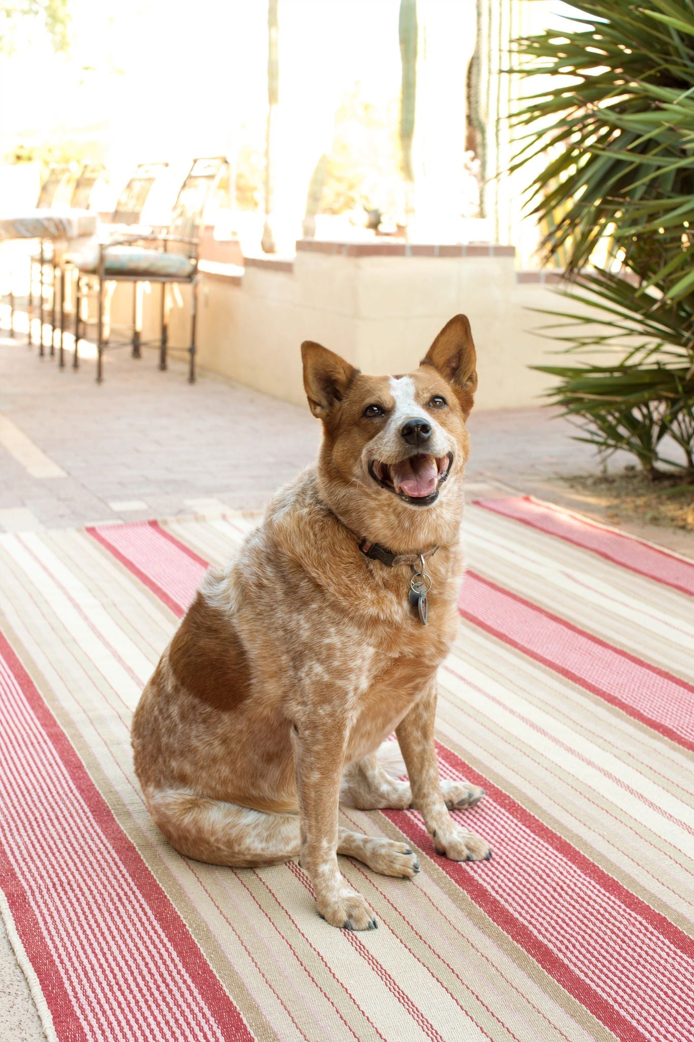 Framboise Handwoven Cotton Rug